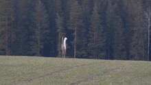 White-tailed Deer In The Field Runs Away Into The Forest