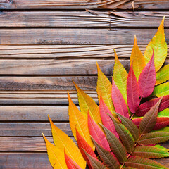 Wall Mural - Universal neutral Autumn background. Branch with red leaves on a wooden brown background	