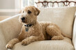 A brown, soft-coated wheaten terrier dog sitting on a brown chair with a blurred background.