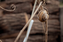 A Snail Clings To A Dry Vine In A Photo In Warm Tones. Garden Snail Shell Texture And Pattern. Snail Close-up. Spring In Nature. Garden Clam.