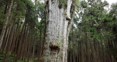 Wall Mural - alishan forest boasts massive ancient trees in alishan national forest recreation area