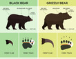 Black bear and Grizzly bear identification