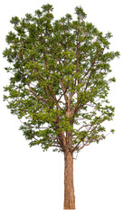 Poster - tree PNG file removed original background