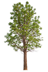 Poster - tree PNG file removed original background