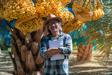 Happy Senior Farmer Smile With Pride Of Productivity Over Date Palm Trees In His Farm, Looking At Camera, Bahi Dates Are Sweet And Delicious When Eaten Raw