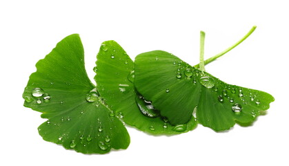 Wall Mural - Ginkgo biloba green leaves with water droplets isolated on white, macro