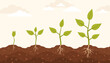 Infographics of plant growth phases. Plants planted in the ground. Flat vector illustration