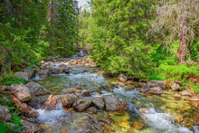 Mountain River In The Wild Forest. Tatras, Slovakia.