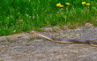 The Aesculapian snake (Zamenis longissimus, Elaphe longissima), nonvenomous snake crawls an asphalt road