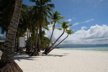 Wall Mural - palm trees on the white beach, Boracay island