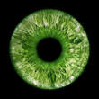 Green eye iris - human eye