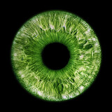 Fototapeta Sypialnia - Green eye iris - human eye