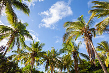 Coconut Palm Tree Forest With Tropical Blue Sky Near Waikiki In Honolulu Hawaii.  
