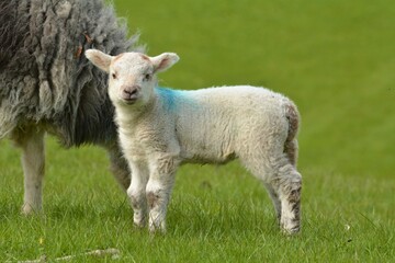 Wall Mural - lamb in the field