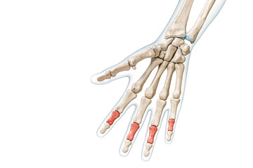 Medial or intermediate phalanx bones in red color with body 3D rendering illustration isolated on white with copy space. Human skeleton, hand and finger or digits anatomy, medical diagram concepts.