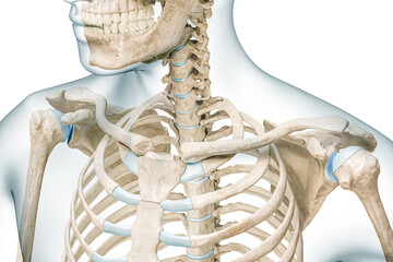 Clavicle bone or collarbone with body contours 3D rendering illustration isolated on white with copy space. Human skeleton and shoulder anatomy, medical diagram, osteology, skeletal system concepts.