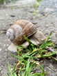 snail on a leaf ślimak winniczek