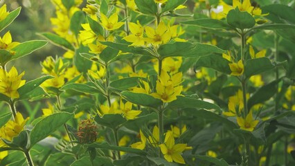 Wall Mural - Large yellow garden loosestrife flowers with green leaves around, closeup detail, camera slides to side slowly