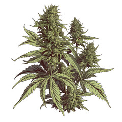 Cannabis, Hemp, Marijuana Plant Graphic Cut-out
