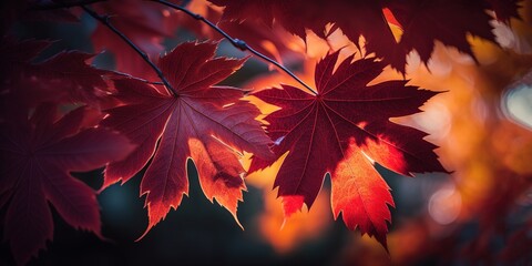 Wall Mural - falling red maple leaves, out of focus and blurry due to the brightness of the sun. a close-up of a 