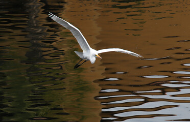 White Egret