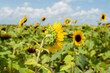 A farmer's field of vibrant yellow sunflowers blooming high on a stalk with the sky in the background. The flower has long yellow petals and a dark brown pattern in the middle of the sunflower seeds. 