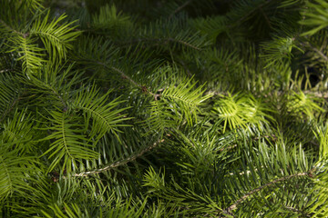 Wall Mural - fir tree close up. Green branches of fir tree .