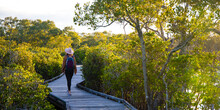 A Beautiful Girl In A Hat Walks Along A Wooden Boardwalk And Admires The Lush Mangrove Forest On Nudgee Beach, Brisbane, Queensland, Australia