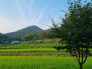 Wall Mural - summer green rice field. Rural landscape.