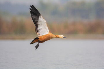 Ruddy Shelduck  in flight