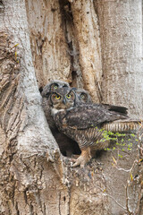 Wall Mural - Great Horned Owl