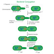 Bacterial conjugation. sexual reproduction of bacteria.Sexduction in bacteria.vector illustration.