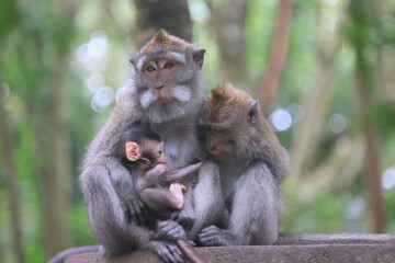 Wall Mural - monkey family cleaning grooming wild park