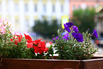 Wall Mural - abstract background spring flowers nature gentle summer season