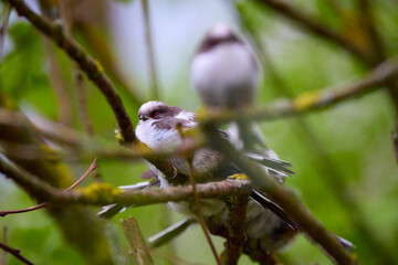 Wall Mural - Family of Long tail tit perched on a tree branch.