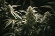 White flowers on a cannabis plant, sativa leaves, a marijuana crop. Generative AI