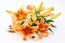 Bouquet De Lys Orange Sur Fond Blanc » IA Générative
