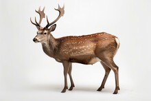White Background With Fallow Deer. Generative AI