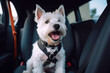 dog in car with safety belt. Ai generative