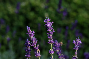 Wall Mural - Small flowers of purple lavender in the rays of the sun