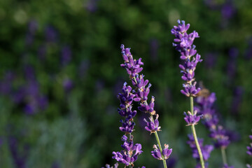 Wall Mural - Small flowers of purple lavender in the rays of the sun