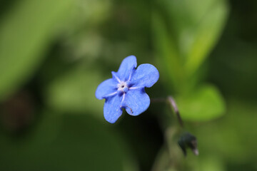 Wall Mural - Macro photo of a small forget-me-not