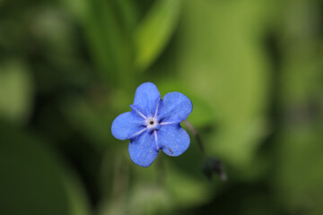 Wall Mural - Macro photo of a small forget-me-not