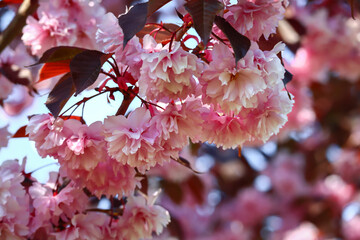Wall Mural - Pink flowers blooming on a tree