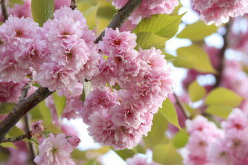 Wall Mural - Pink flowers blooming on a tree