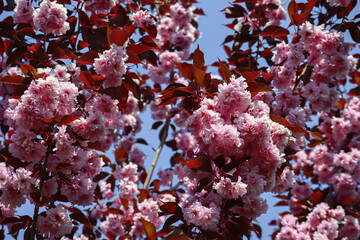 Wall Mural - Pink flowers blooming on a tree