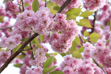 Wall Mural - Pink flowers blooming on a tree