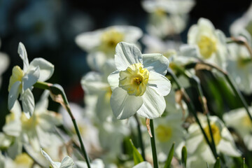 Wall Mural - Yellow beautiful daffodils, blooming in the light of the sun