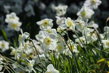 Wall Mural - Yellow beautiful daffodils, blooming in the light of the sun