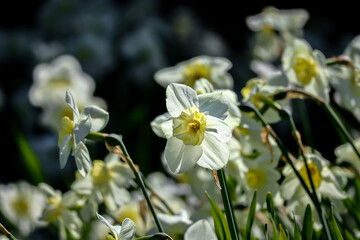 Wall Mural - Yellow beautiful daffodils, blooming in the light of the sun
